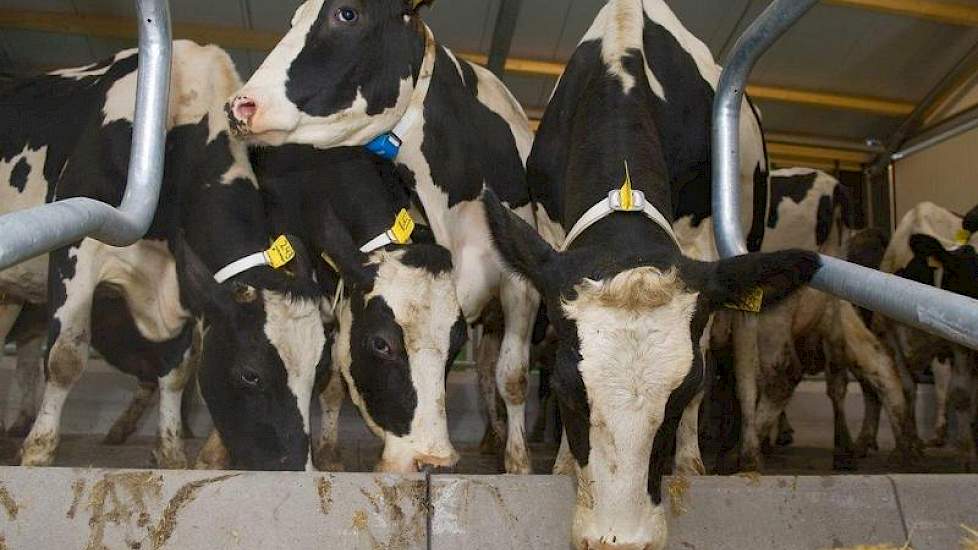 De diepstrooiselboxen zijn voorzien van stro-water-kalk.