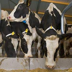 De diepstrooiselboxen zijn voorzien van stro-water-kalk.