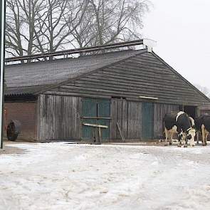 De koeien verlaten de oude ligboxenstal uit 1975.