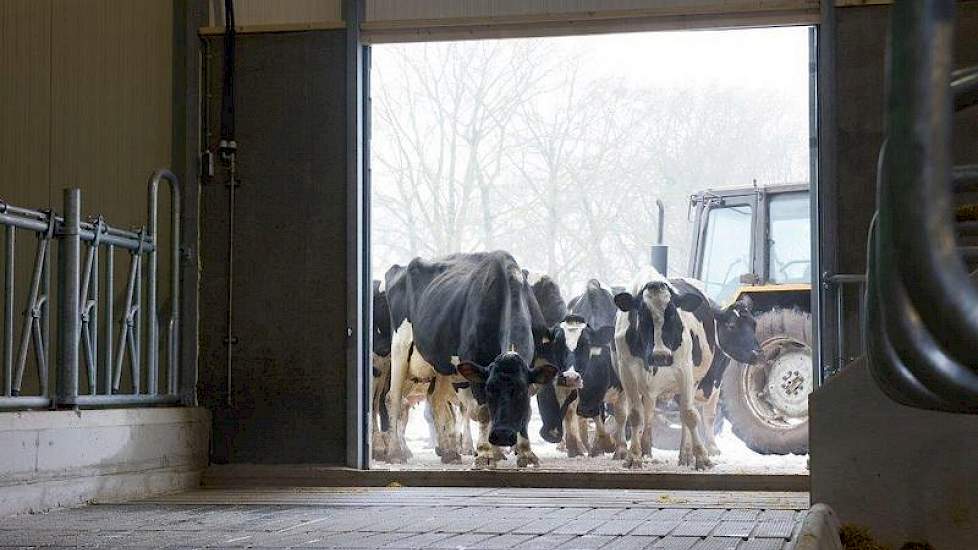 De eerste koeien betreden de nieuwe stal.