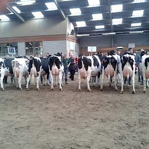 De productieklasse met koeien die meer dan 50.000 kg melk hebben geproduceerd.