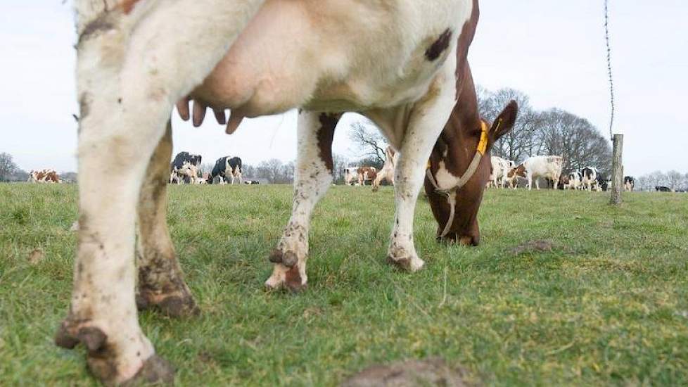 Veel gras is er nog niet gegroeid maar de koeien vertrapten het hooggelegen weiland ook niet.