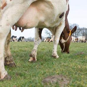 Veel gras is er nog niet gegroeid maar de koeien vertrapten het hooggelegen weiland ook niet.