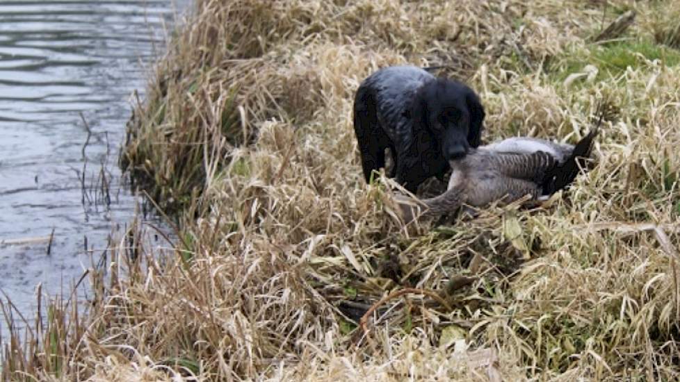 Terwijl de ene gans gebracht wordt, vliegen twee Nijlganzen over; „Heel agressieve vogels”, fluistert Van Werven. Ze vliegen te hoog voor de wildbeheerder.