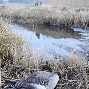 Wim van Werven heeft een grauwe gans geschoten. De tweede is hij aan het halen. De jagers zijn niet te spreken over het G7-akkoord. „De winterschade wordt namelijk genegeerd”, zegt Van Werven. Het verkleinen van de populaties zou volgens de gedragsregels