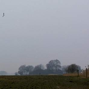 Boven de wintertarwe komt één van de ganzen naar beneden. Het verkleinen van de ganzenpopulaties zou volgens de gedragsregels van de jagers juist in de winter moeten plaatsvinden, anders dan in het G7-akkoord wordt beschreven. ‘Zou het een getrouwd koppel