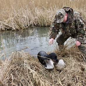 Cockerspaniël Noa komt met de geschoten gans uit het water.