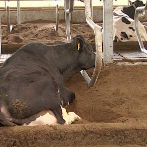 Alle diepstrooiselboxen worden gevuld met de compost van het eigen bedrijf. Hanenberg heeft sinds het gebruik van het compost 3 gevallen van mastites gehad waarbij er twee te relateren zijn aan speenproblemen.