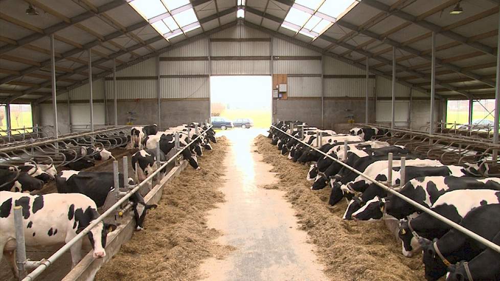 Beeld van de nieuwe stal met aan beide zijden melkvee. Het jongvee wordt in een andere stal gehuisvest.