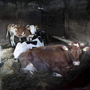 Een handvol melkkoeien in een bloedheet bedompt mesthok.