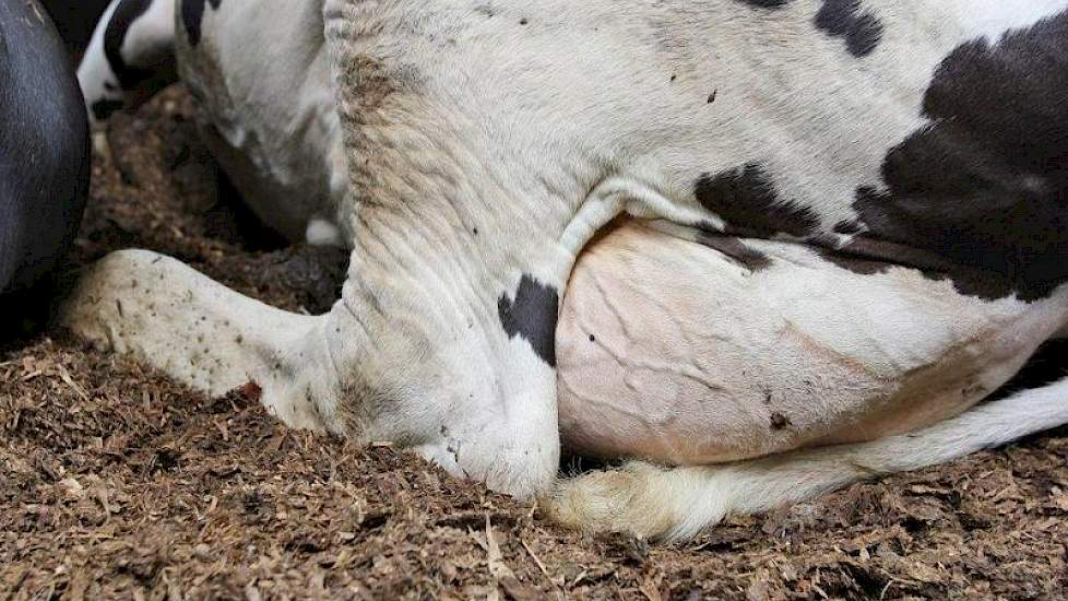 In de ligboxen heeft familie Brink houtkrullen en paardenmest. Qua hygiene gaat dit uitstekend, omdat het van een ander bacterieel milieu afkomstig is dan de koe, denkt Brink. Het celgetal van het bedrijf ligt op 110.