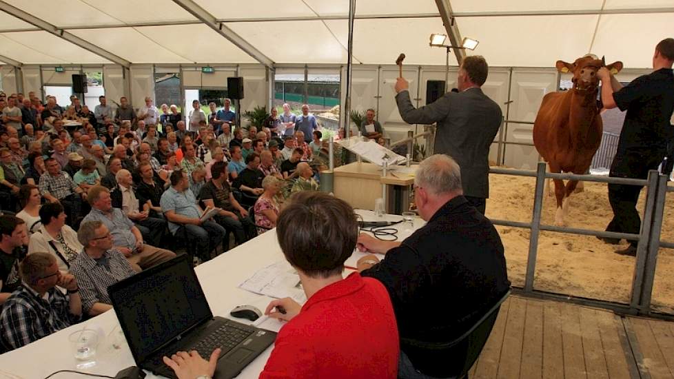 Spanning als de eerste veilingtopper Geertje 407 onder de hamer komt.