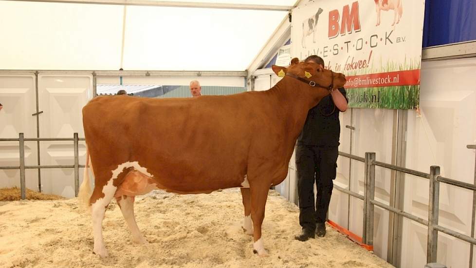 Geertje 407 (V:Talent) werd voor  4500 Euro teruggekocht door fokker De Haan uit Beerta.