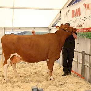 Geertje 407 (V:Talent) werd voor  4500 Euro teruggekocht door fokker De Haan uit Beerta.