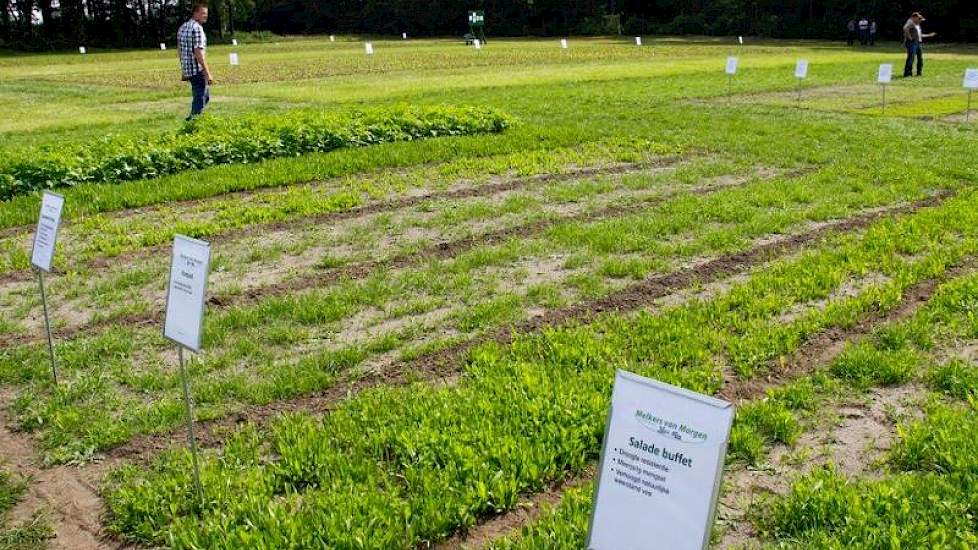 Naast gebruikelijke grasrassen, kwamen ook 'alternatieven' in beeld, zoals het Saladebuffet, gehanteerd door Pure-Graze melkveehouders. Een voordeel is goede droogteresistentie, een nadeel de lagere opbrengst.