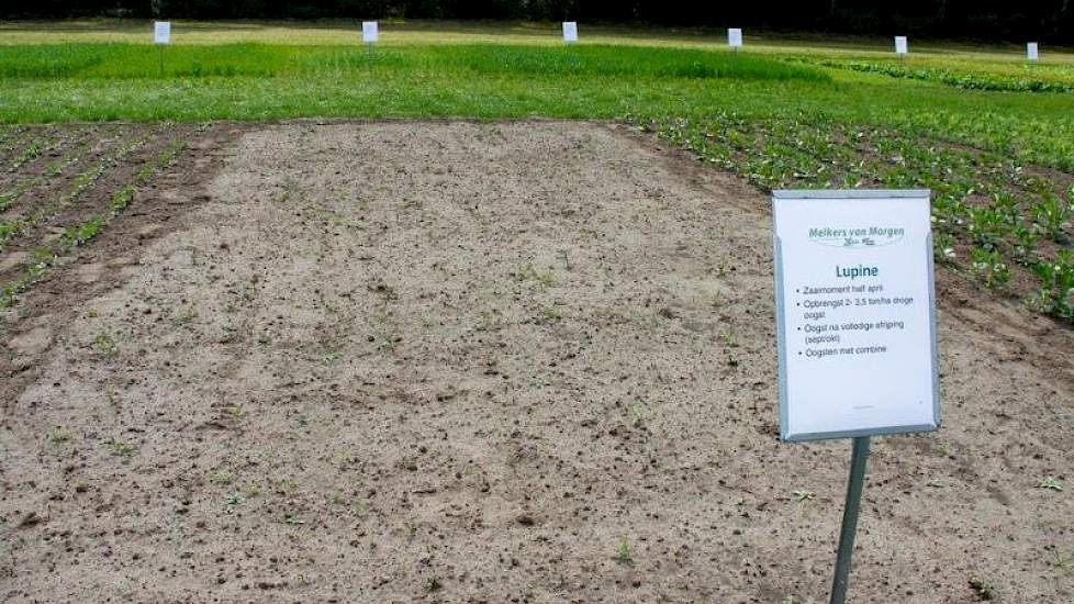 Naast de normale gewassen biedt De Marke extra aandacht aan eiwit van eigen bodem. Waar de meeste gewassen er nog niet zo florisant bij staan, is het met de Lupine werkelijk droevig gesteld. De Sorghum(erg droogtebestendig maar ook erg tropisch) iets verd