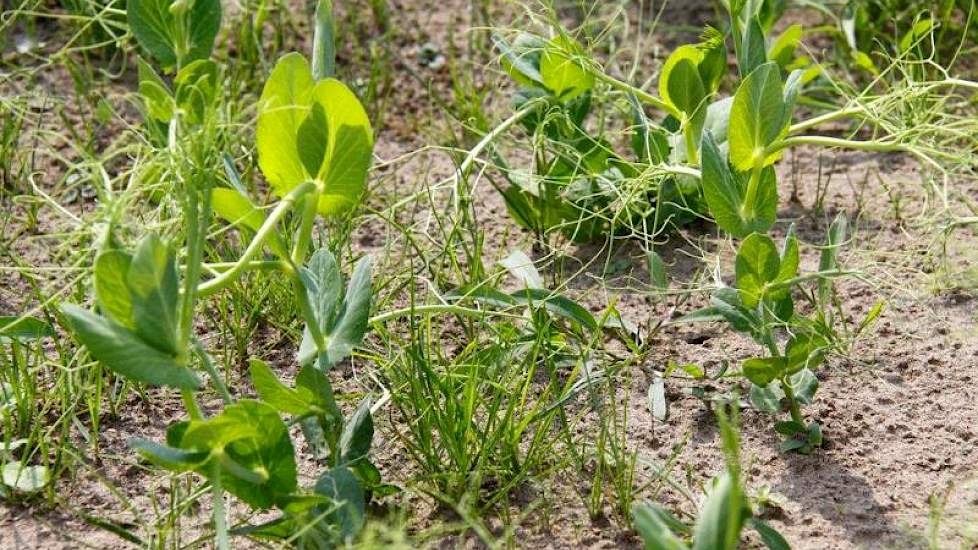 Teeltvoorlichter Piet Riemersma toont zich enthousiast over het erwten-gras mengsel. 'Het heeft geen stikstof nodig, maar levert wel 160 ruw eiwit per kg ds. Probleem is dat het niet meetelt voor de derogatie, maar in de toekomst zou het als 3e teelt zeke