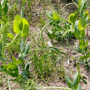 Teeltvoorlichter Piet Riemersma toont zich enthousiast over het erwten-gras mengsel. 'Het heeft geen stikstof nodig, maar levert wel 160 ruw eiwit per kg ds. Probleem is dat het niet meetelt voor de derogatie, maar in de toekomst zou het als 3e teelt zeke