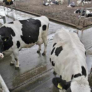 Zowel in de lengte als de breedte gaat een mestschuif door de stal. Ze werken beide op dezelfde aandrijving.