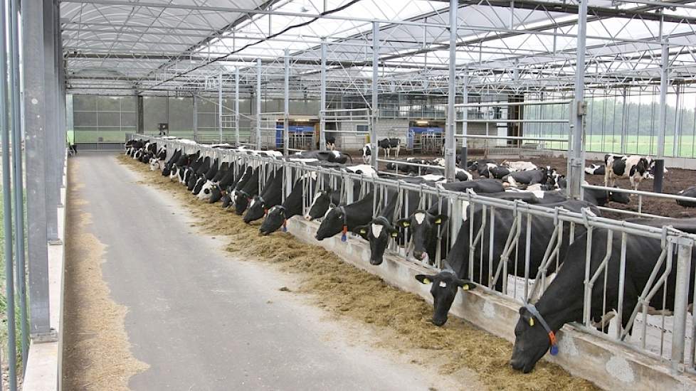 100 melkkoeien lopen in de nieuwe stal. Het doel is 120, om beide DeLaval robots vol te zetten. Dit is echter afhankelijk van hoe de bodem zich houdt. De koeien kunnen op de voergang worden opgesloten, maar dit blijkt bij het bewerken van de bodem niet no