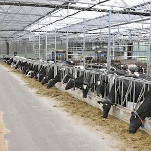 100 melkkoeien lopen in de nieuwe stal. Het doel is 120, om beide DeLaval robots vol te zetten. Dit is echter afhankelijk van hoe de bodem zich houdt. De koeien kunnen op de voergang worden opgesloten, maar dit blijkt bij het bewerken van de bodem niet no