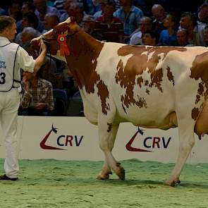 De 1C-klassering in deze rubriek was er voor Doortje 3635 (v. Talent) van de familie De Groot uit Zalk.