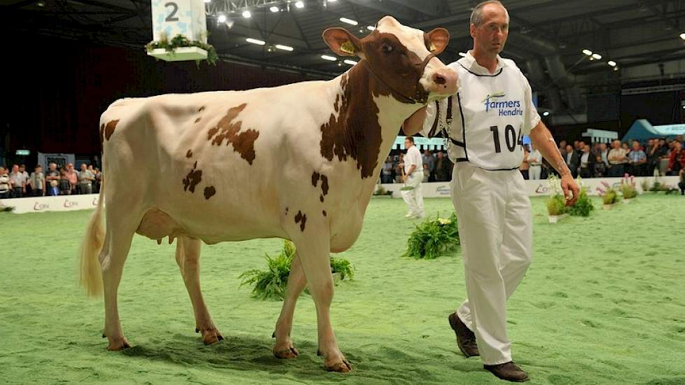 Bij de roodbonte vaarzen was er een 1B-klassering weggelegd voor Hoda 33 (v. Savard) van de maatschap Hofmeijer uit Lochem.