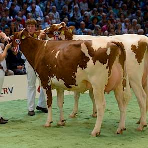 Links kampioene Jipsing Rieka 49 en rechts reservekampioene Heerenbrink Jenny 205.