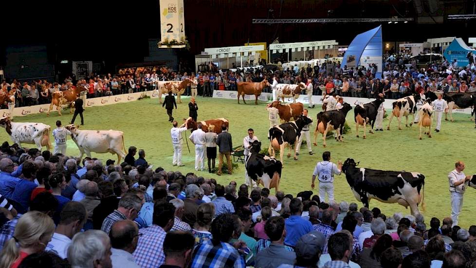 Op de druk bezochte CRV Koe-Expo werd er in twee ringen gekeurd, een ring voor zwartbont en een ring voor roodbont.