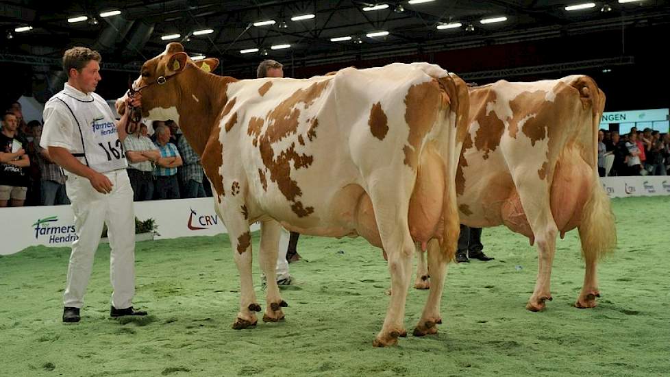 Ondanks dat ze wat slordig was in de uier, met name wat betreft de (achter)speenplaatsing, greep 1A Roza 85 (links) het kampioenschap. De veelvuldig onderscheiden Mon-Chri 1 (rechts) greep net naast de prijzen.