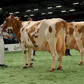 Ondanks dat ze wat slordig was in de uier, met name wat betreft de (achter)speenplaatsing, greep 1A Roza 85 (links) het kampioenschap. De veelvuldig onderscheiden Mon-Chri 1 (rechts) greep net naast de prijzen.