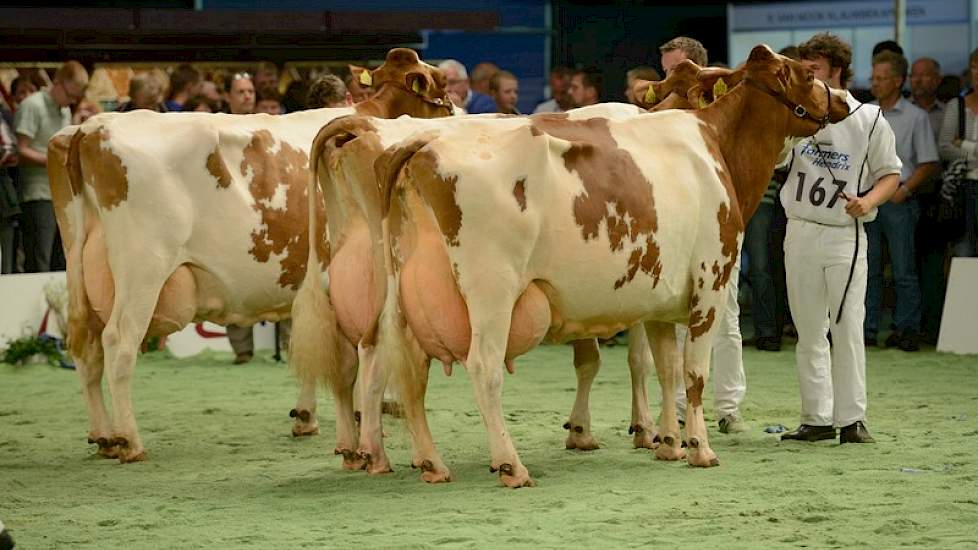 Van links naar de rechts de 1A, 1B en 1C van de oudste rubriek roodbonte koeien: Roza 85 (v. Beautiful) van de maatschap Bolscher uit Bornerbroek, Zeedieker Mon-Chri 1 (v. Jordan Red) van Landbouwsluis uit Genemuiden en Willie 120 (v. Stadel) van de maats