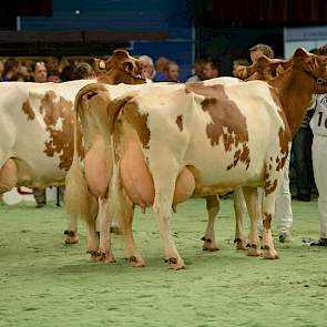 Van links naar de rechts de 1A, 1B en 1C van de oudste rubriek roodbonte koeien: Roza 85 (v. Beautiful) van de maatschap Bolscher uit Bornerbroek, Zeedieker Mon-Chri 1 (v. Jordan Red) van Landbouwsluis uit Genemuiden en Willie 120 (v. Stadel) van de maats