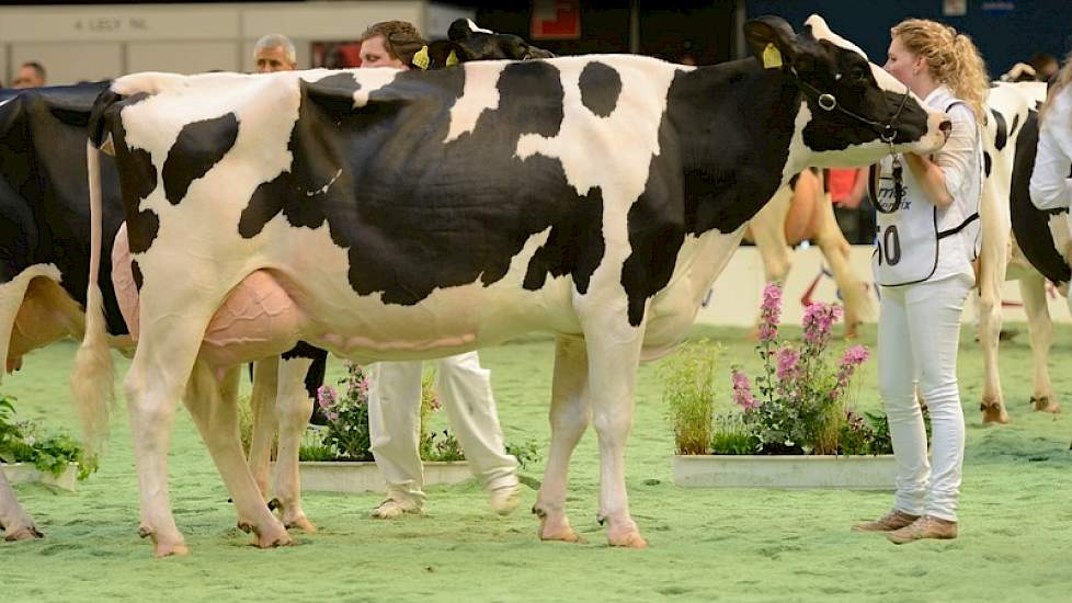 De tweede middenklasserubriek was met 18 dieren eveneens groot. Sd Ivonne 78 (v. Starleader) van de maatschap Scholten uit Nieuw Roden eindigde op de 1B-positie.