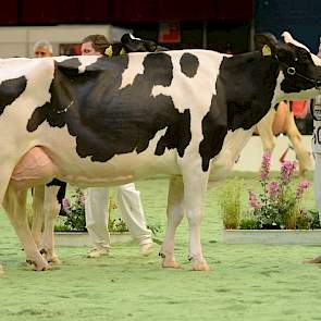 De tweede middenklasserubriek was met 18 dieren eveneens groot. Sd Ivonne 78 (v. Starleader) van de maatschap Scholten uit Nieuw Roden eindigde op de 1B-positie.