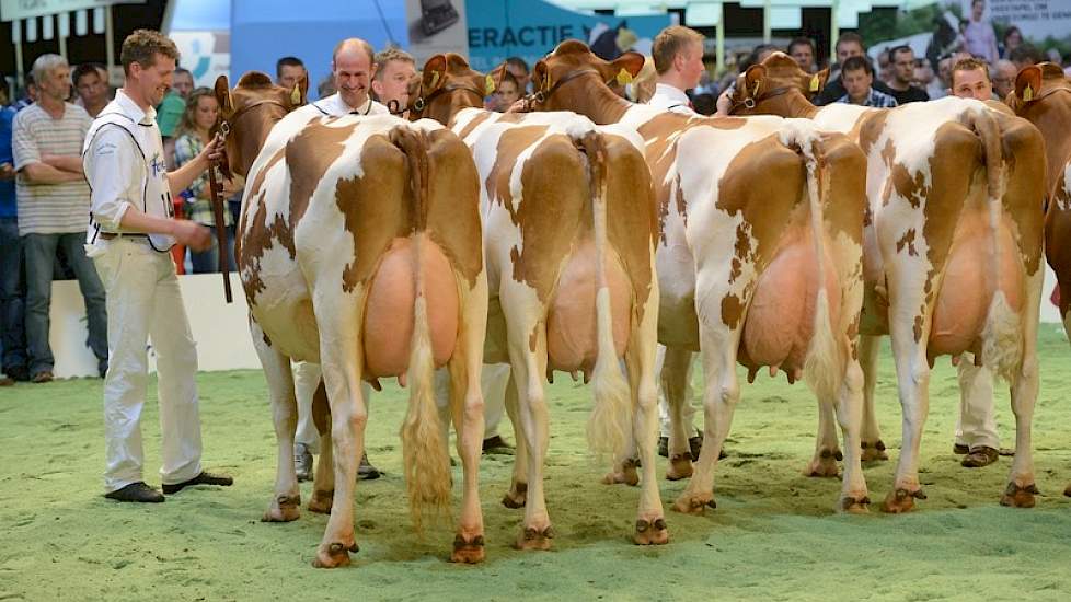 Die waren weggelegd voor de 1A en 1B van de tweede middenklasserubriek: Zeedieker Roseanna Red (v. Advent) van Jacob Wijnker uit Avenhorn (links) en Gansey's Clara 10 (v. Sundance) van Rudy Menkveld uit Zeewolde (tweede van links).