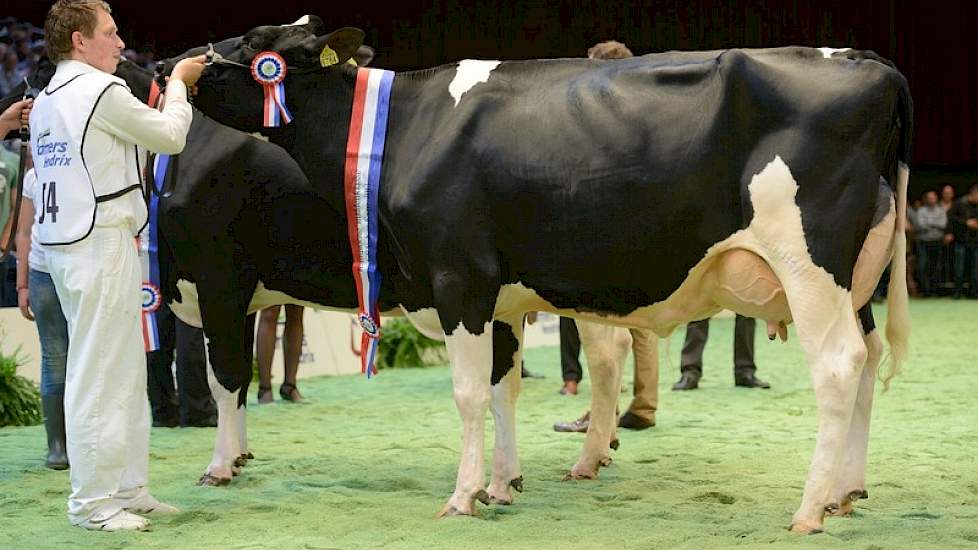 De koppositie was er voor de latere kampioene Koepon Jasp Regenia 41 (v. Jasper) van het Koepon-bedrijf in Feerwerd.