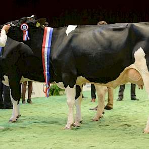 De koppositie was er voor de latere kampioene Koepon Jasp Regenia 41 (v. Jasper) van het Koepon-bedrijf in Feerwerd.