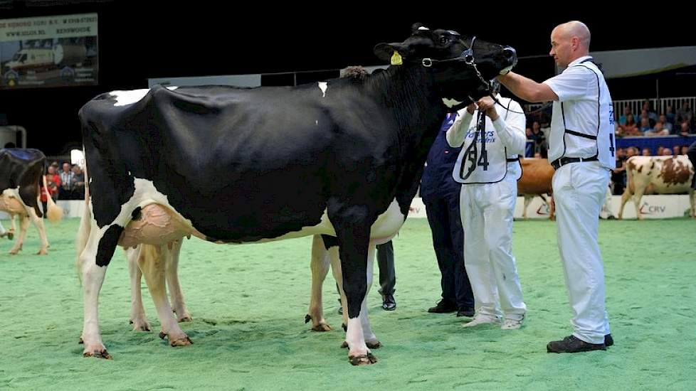 De eerste zwartbonte middenklasserubriek telde maar liefst 19 dieren. De koppositie was er voor Giessen Precilla 2 (v. Ross) van Theo van Vliet uit Nieuwlande.