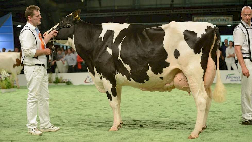 In de zeer sterke eerste rubriek oudere zwartbonte koeien was er een 1C-klassering voor Tellingen Kaylé 2 (v. Instinct) van de maatschap Krikken uit Echten.