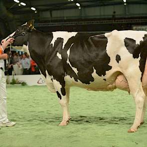 In de zeer sterke eerste rubriek oudere zwartbonte koeien was er een 1C-klassering voor Tellingen Kaylé 2 (v. Instinct) van de maatschap Krikken uit Echten.