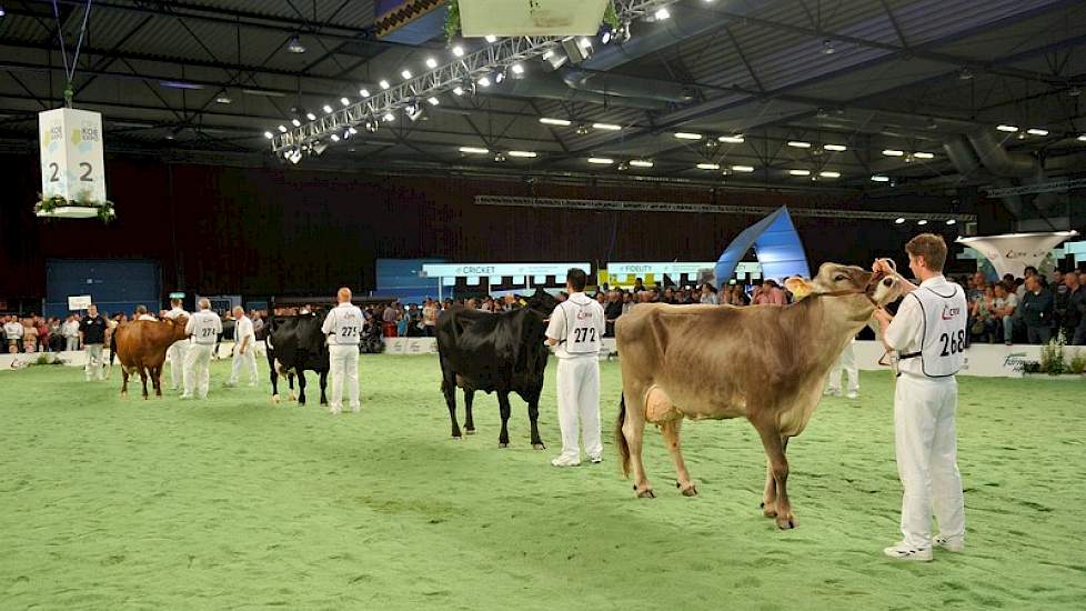 Na de MRIJ-groep betrad er een bont pallet aan koeien de ring, met Brown Swiss, Fleckvieh en andermaal MRIJ-invloeden.