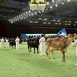 Na de MRIJ-groep betrad er een bont pallet aan koeien de ring, met Brown Swiss, Fleckvieh en andermaal MRIJ-invloeden.