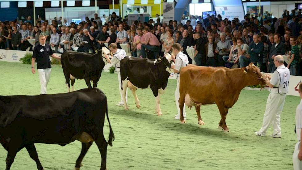 De rode Holstein x Brown Swiss kruisling (Corn Redgold x Superbrown Dani) maakte indruk. De krachtige koe had een zeer hoog aangehechte uier en produceerde 52 kg per dag. Gemiddeld over haar hele lactatie produceert ze ruim boven de 4 procent eiwit.