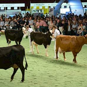 De rode Holstein x Brown Swiss kruisling (Corn Redgold x Superbrown Dani) maakte indruk. De krachtige koe had een zeer hoog aangehechte uier en produceerde 52 kg per dag. Gemiddeld over haar hele lactatie produceert ze ruim boven de 4 procent eiwit.