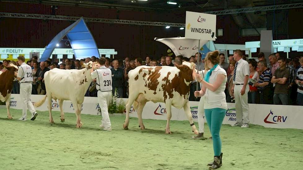 De groep van HJR Windstar (Spencer x O Man) mocht op minder sympathie rekenen en kreeg een 5,5. „De groep was niet echt uniform. De vooruiers waren wat kort en de achterspeenplaatsing was nauw."