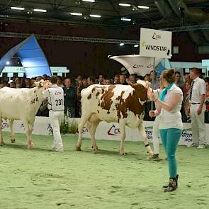 De groep van HJR Windstar (Spencer x O Man) mocht op minder sympathie rekenen en kreeg een 5,5. „De groep was niet echt uniform. De vooruiers waren wat kort en de achterspeenplaatsing was nauw."