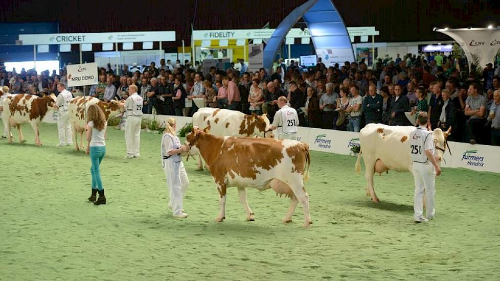 Na de eerste vier dochtergroepen van Holstein-stieren was het de beurt aan de kruislingen. Voorop drie MRIJ-koeien, daarachter drie MRIJ x Holstein kruislingen.