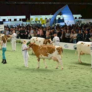 Na de eerste vier dochtergroepen van Holstein-stieren was het de beurt aan de kruislingen. Voorop drie MRIJ-koeien, daarachter drie MRIJ x Holstein kruislingen.