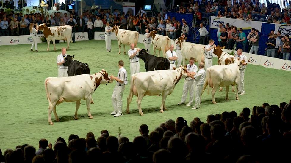 Ook voor de groep van Delta Fidelity (Kian x Lightning) kon uit veel dieren worden geselecteerd. Van Velzen gaf de stier een 8,0. „Een gave uniforme groep met beste benen."